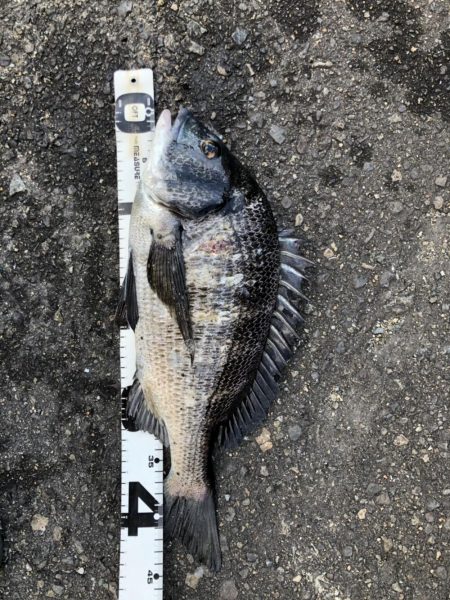 イチノ兄弟、釣果！