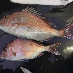 釣り納め　正月用の鯛