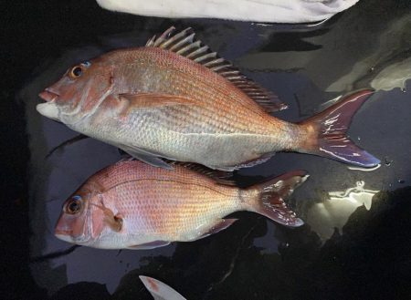 釣り納め　正月用の鯛