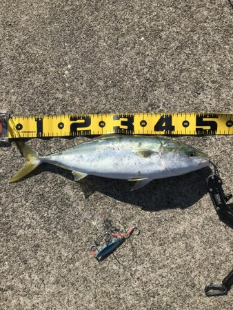 初めての南芦屋浜東岸で青物狙い！