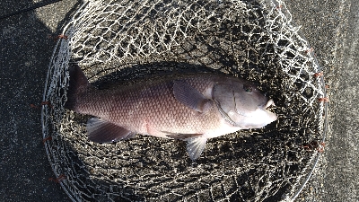 平磯でマグレカンダイ