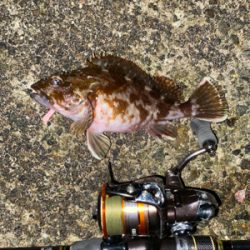 グッドサイズガシラ