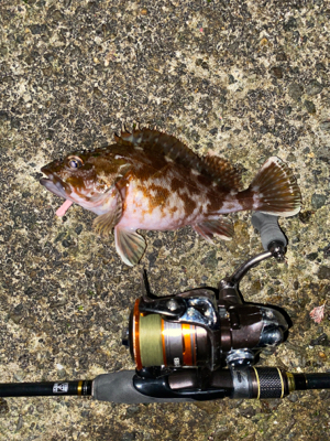 グッドサイズガシラ