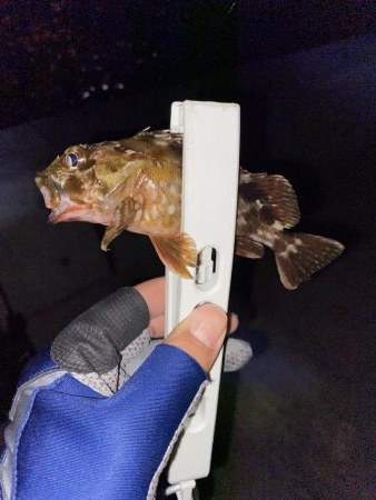 アジング釣果情報から岩国へ