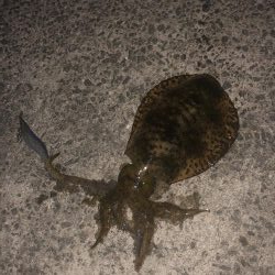 離島のポテンシャル