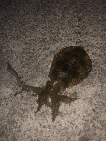 離島のポテンシャル