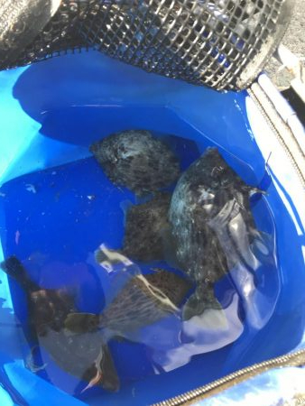 ラスト！大型肝パンまた来年！