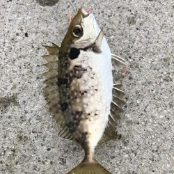 宮崎海岸で青物狙い | 富山県 宮崎漁港 ショアジギング アジ | 陸っぱり 釣り・魚釣り | 釣果情報サイト カンパリ