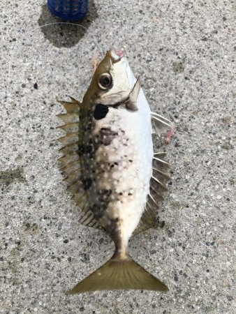 宮崎海岸で青物狙い