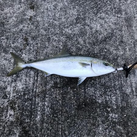 時合いは一瞬！その時…