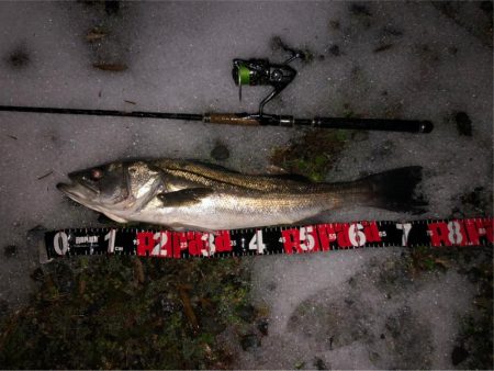 円山川シーバス