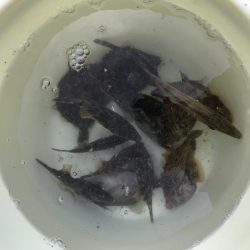 まだ釣れる！悪天候でも爆釣カワハギ！