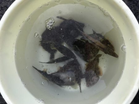 まだ釣れる！悪天候でも爆釣カワハギ！