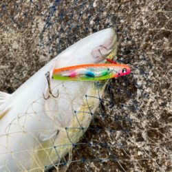 2日連続ハマチ&サゴシ