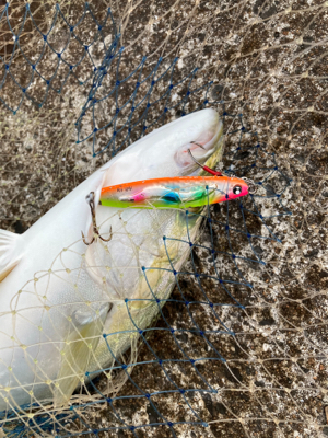 ２日連続ハマチ&サゴシ