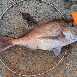 ア、ジギング？