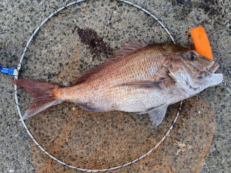 ア、ジギング？