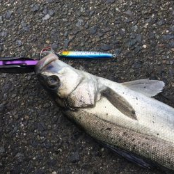 夢みなとショアジギング釣行