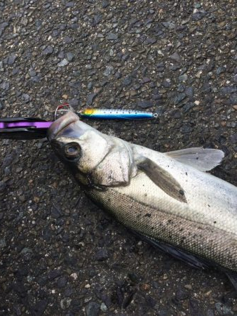 夢みなとショアジギング釣行