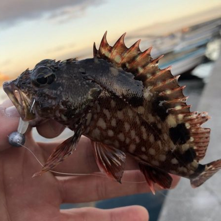 夕方の根魚調査