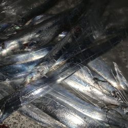 まだまだ釣れるよ須磨一文字