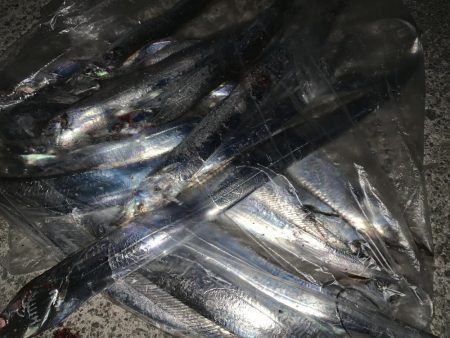 まだまだ釣れるよ須磨一文字