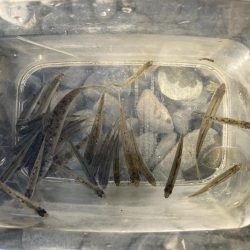 レア魚がバケツいっぱい取れた！！