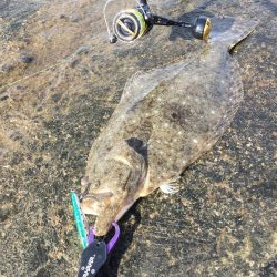 ヒラメ好調の噂を聞き…