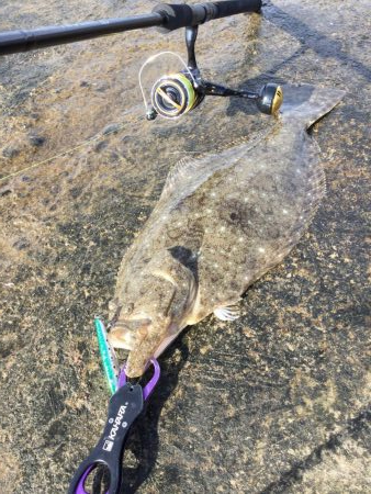 ヒラメ好調の噂を聞き…