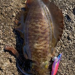 エギング楽しい