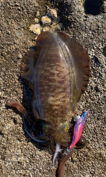 エギング楽しい