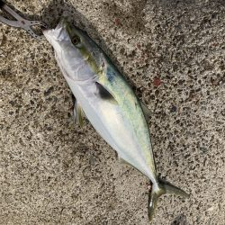 メジロ・サゴシ