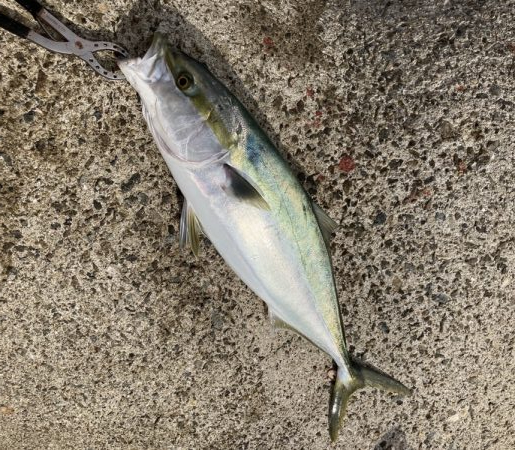 メジロ・サゴシ