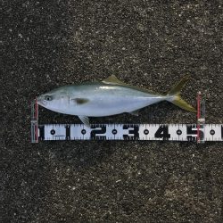 飲ませでハマチ