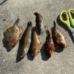 なんとかカワハギ