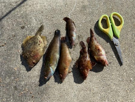 なんとかカワハギ