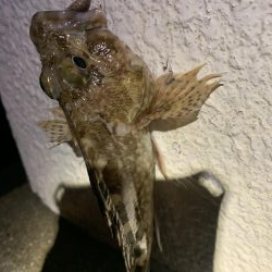 癒しのガッシー