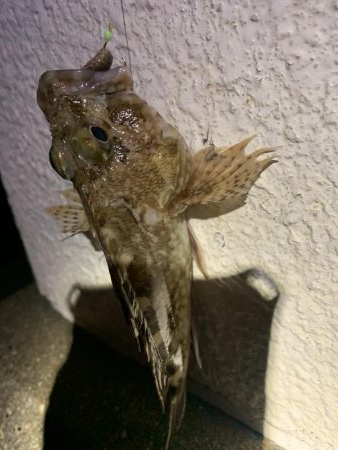 癒しのガッシー