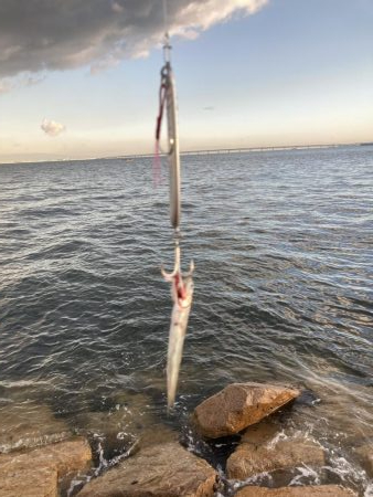 ショア青物そろそろ厳しいか