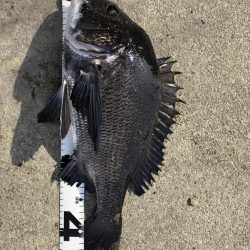 イチノ兄弟、釣果!