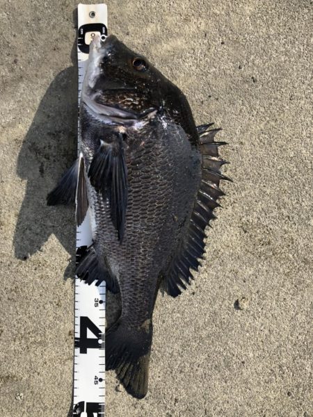 イチノ兄弟、釣果！