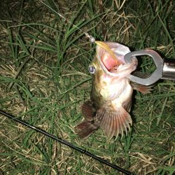 しぶいですわ…