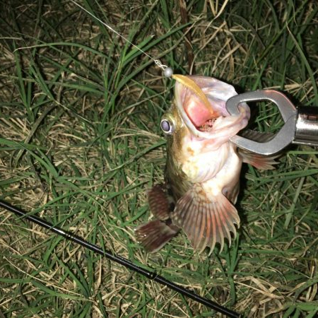 しぶいですわ…