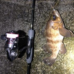 2020 佐渡ヶ島ライトゲーム