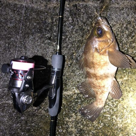 2020 佐渡ヶ島ライトゲーム