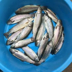 服部緑地トラウト