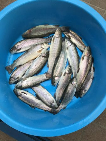 服部緑地トラウト