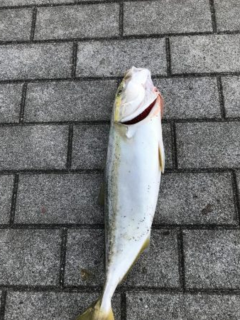 シーサイドコスモ