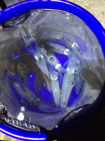 ファミリーヒイカ