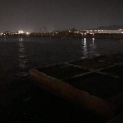 タチウオ元気いっぱい！